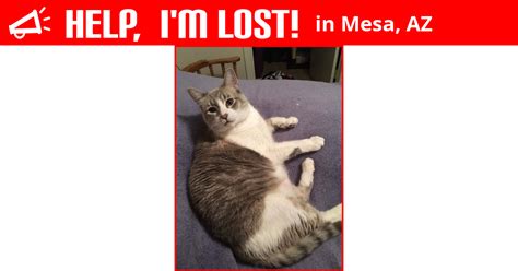 Lost Cat Mesa Arizona Cuba
