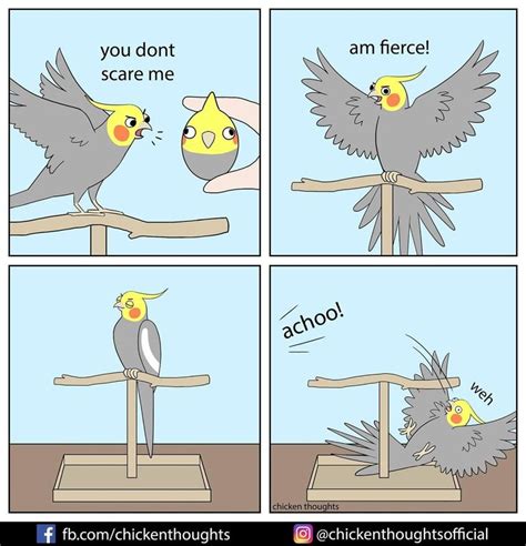 Funny Bird Memes Funny Parrots Funny Birds Funny Animal Memes