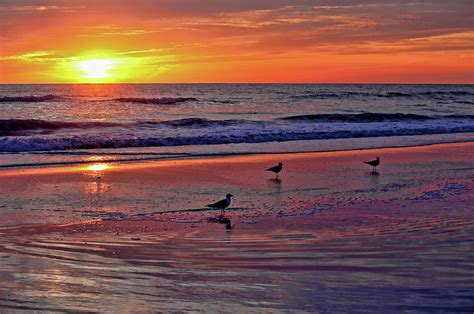 Three Seagulls On A Sunset Beach Photograph By Hh Photography Of Florida