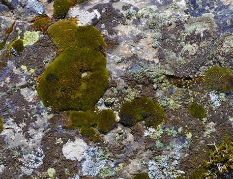 Textures Mosses And Lichen On Boulders Photos By Marva Marie Flickr