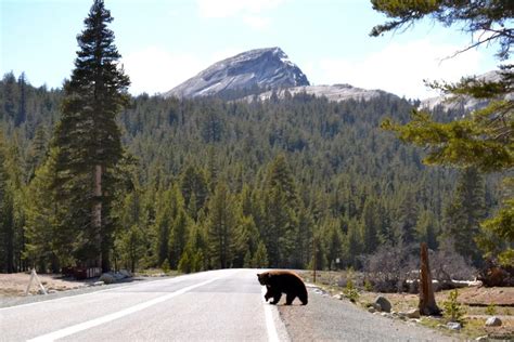 Four Bears Were Hit By Speeding Cars In Yosemite National Park In July