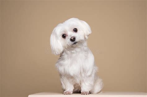 Cucciolo Bianco Sveglio Che Posa Nello Studio Cane Maltese Immagine