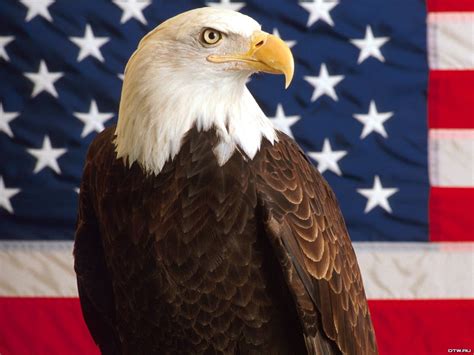 [43 ] patriotic bald eagle wallpapers wallpapersafari