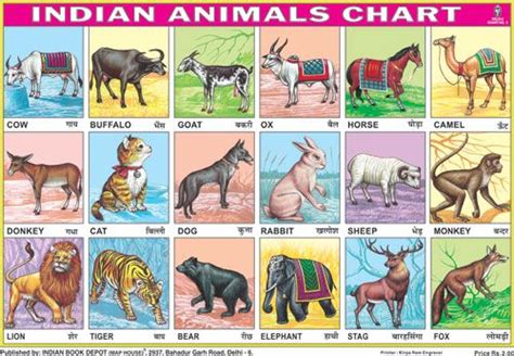 Animals Chart 18 Photos Indian Book Depot Map House Indian