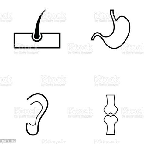 Human Anatomy Icon Set Stock Illustration Download Image Now Istock