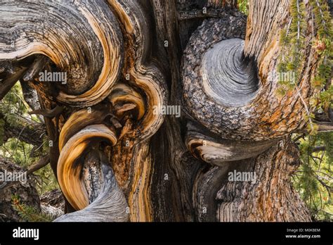 Close Up Of A Bristlecone Pine Tree Bristlecone Pine National Forest