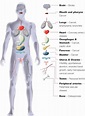 Body Parts Diagram / Diagram showing different parts of the body ...