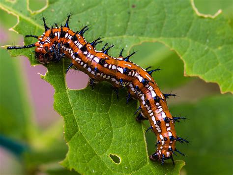 Caterpillar Of Variegated Fritillary Euptoieta Claudia