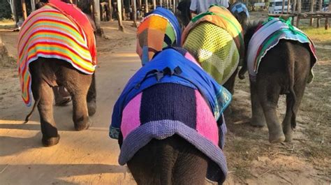 Orphaned Baby Elephant In Myanmar Blanketed Against Cold Funfeed