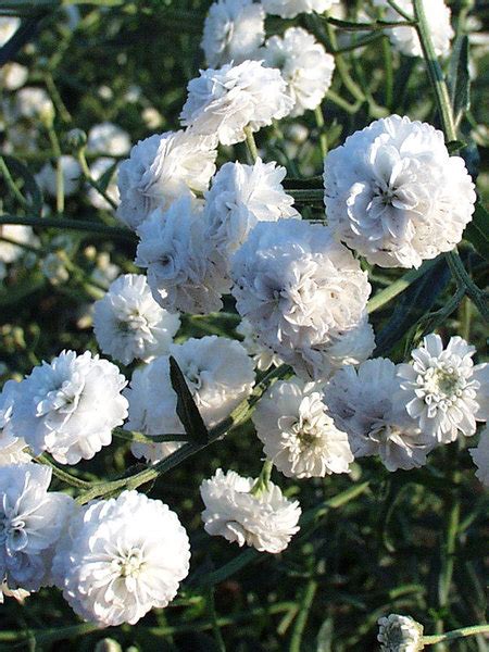 Product Viewer Achillea Angels Breath