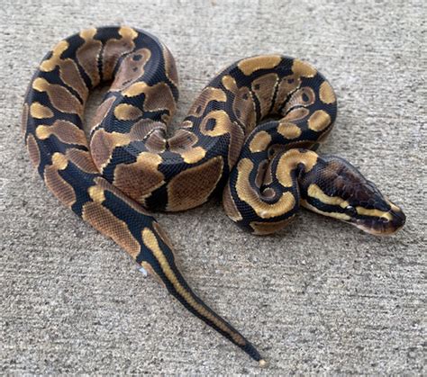 Baby Ball Pythons For Sale Snakes At Sunset