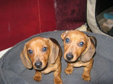 Ridgewood kennels has been placing dachshund puppies for sale in pa ny nj de md ri and farther fo. Dachshund Puppies for Sale in Akron, Ohio Classified ...
