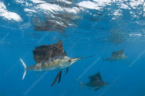 Atlantic Sailfish Hunting Sardines Stock Image F0231885 Science