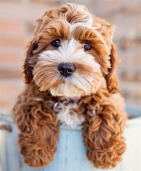 21 Unreal Poodle Cross Breeds You Have To See To Believe Cavapoo