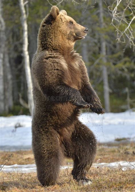 Brown Bear Ursus Arctos Standing On His Hind Legs Stock Photo Image
