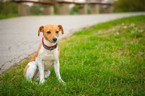 We did not find results for: What to Do If You Find a Lost Pet | Healthy Paws Pet Insurance