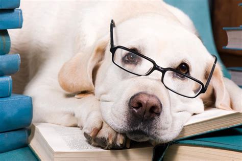 Quali Sono I Cani Più Intelligenti