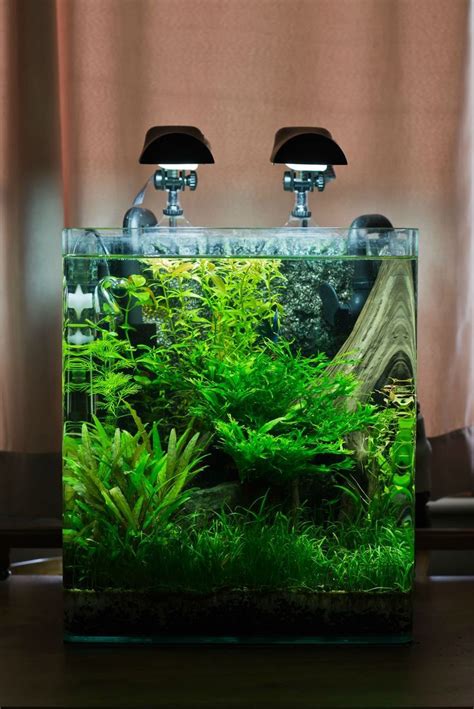 Nano Aquascape Fish Tank Style Aqua