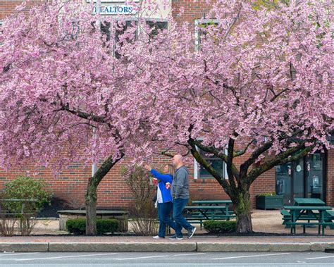 Stop And Smell The Cherry Blossoms On Commercial Street Commercial