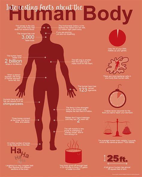 interesting facts about the human body on behance human body facts human body brain facts