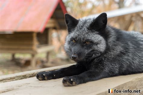 ギンギツネハウス ギンギツネ キツネ写真館