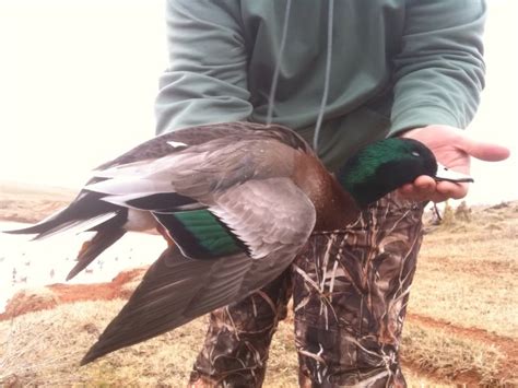 12 Rare Waterfowl Hybrids Every Hunter Wishes Theyve
