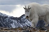Image result for mountain goat