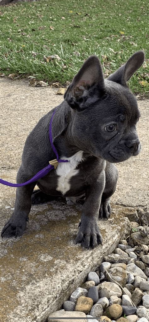 The french bulldog also affectionately known as, the frenchie, frenchie puppies, appeared during the 19th century in nottingham, england as a smaller version of the english bulldog and is often referred to as the toy english bulldog. French Bulldog Puppies For Sale | Peoria, IL #316369
