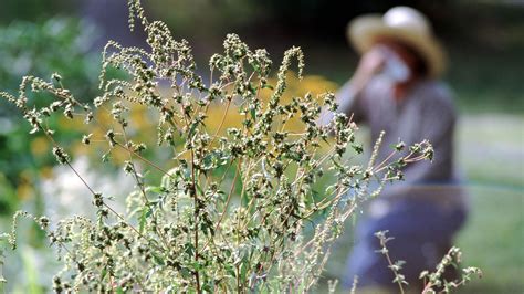 Cuáles Son Las Plantas Que Generan Más Alergias En La Cdmx Infobae