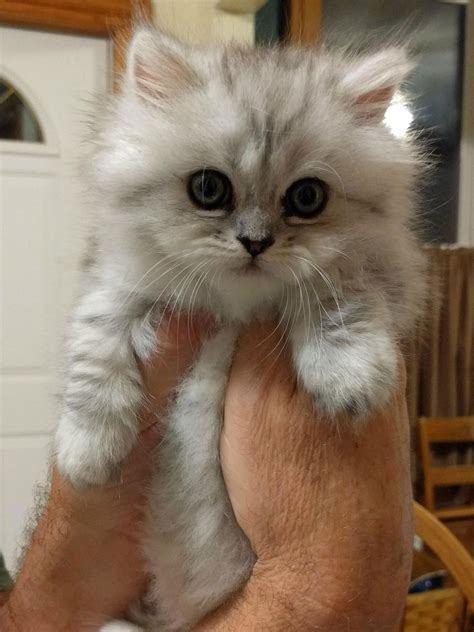 Justviralnet Find Viral Images Online Munchkin Kitten Cute Cats