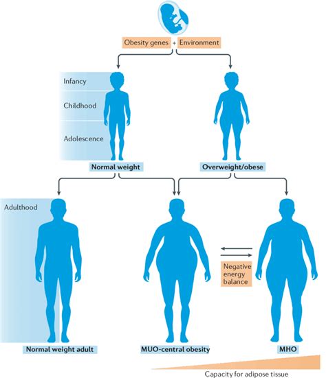 Regulation Of The Metabolically Healthy Obese Phenotype Body Fat