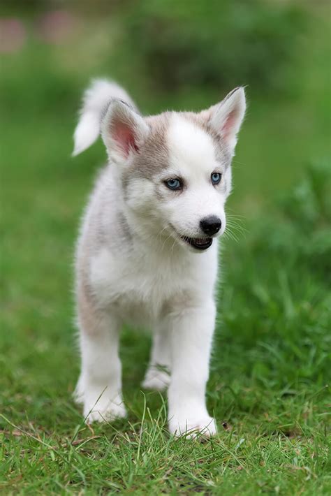 These fluffy, playful siberian husky puppies are a versatile working class spitz breed which makes a great family pet! Cute Little Husky Puppy Picture ... 0498