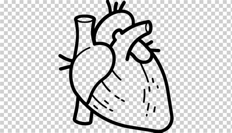 Descarga Gratis Anatomía Corazón Ordenador Iconos órgano Cuerpo