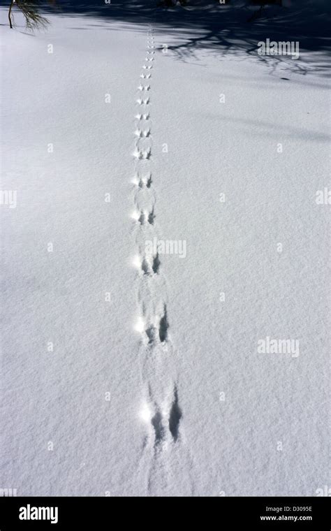 Squirrel Tracks Snow Hi Res Stock Photography And Images Alamy