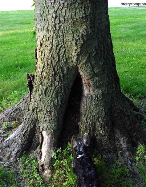 Filling Holes In Tree Trunks How To Patch A Hole In A Tree Trunk Or A