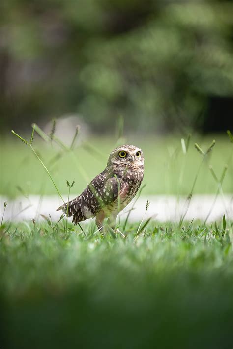 Owl Bird Grass Predator Focus Hd Phone Wallpaper Peakpx
