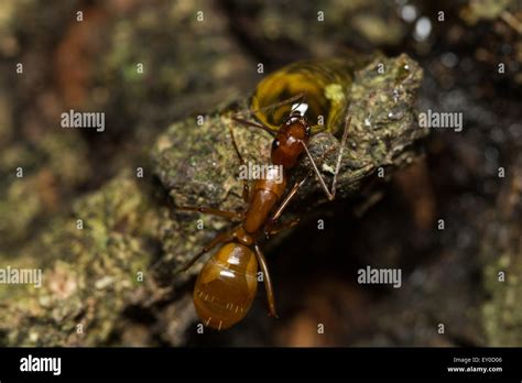 Large Red Ant Eating Honey Stock Photo Alamy
