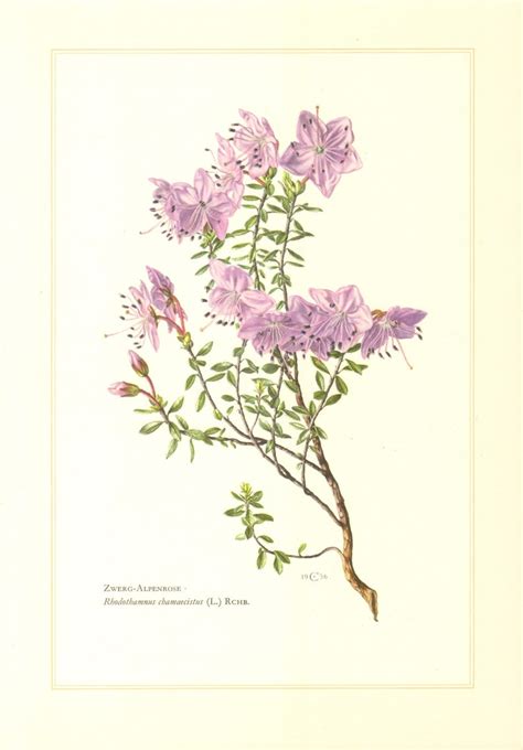 1956 Dwarf Alpenrose Vintage Lithograph Botany Botanical Art Etsy