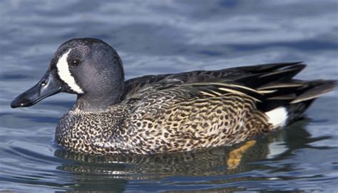 Blue Winged Teal Wild Dabbling Duck Breed
