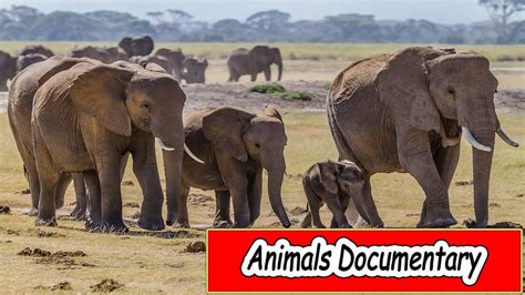 But we are not on that. Animals Documentary - Elephant Documentary - YouTube