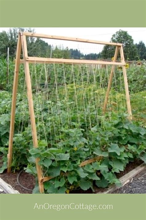 5 Reasons To Grow Cucumbers On A Trellis And Taking Up Less Space Isn