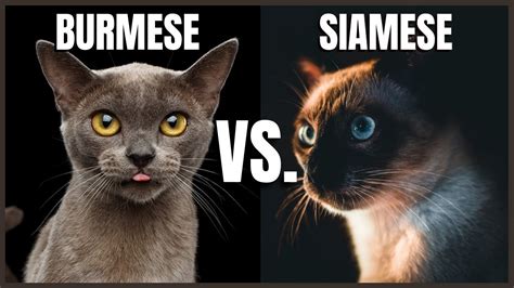 Burmese Cat Vs Siamese Cat Youtube