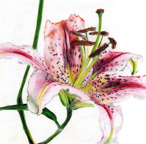 Drawing Of A Lily I Did Using Coloured Pencils Lily Painting Flower