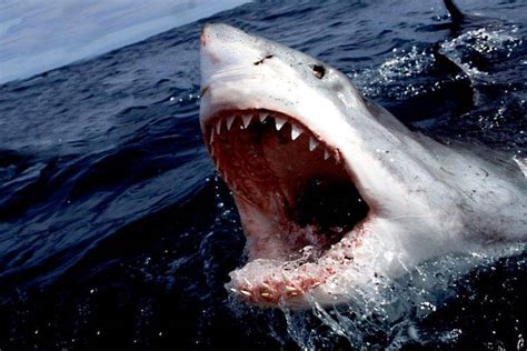 Shark Great White Shark Sea Wallpapers Hd Desktop And Mobile Backgrounds
