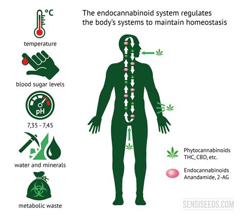 endocannabinoid system what is it and how does it work sensi seeds