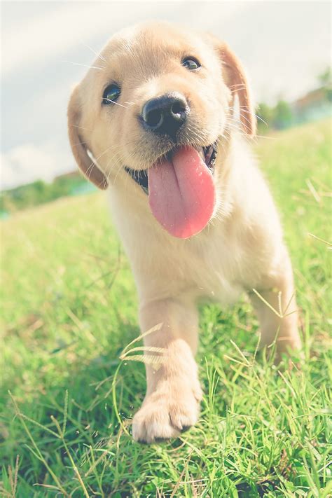 Labrador Retriever Puppies 25 Cute And Cuddly Pups Talk To Dogs