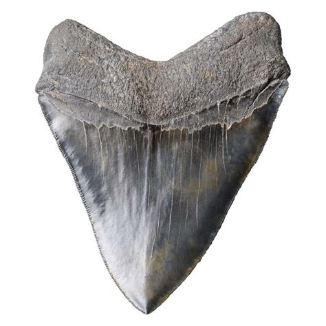 Huge Prehistoric Megalodon Tooth Fossil At 1stdibs