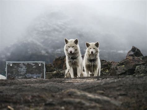 The Misconceptions Of Dogsledding