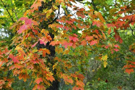 Beautiful Autumn Maple Tree Stock Photo Image Of Garden Orange