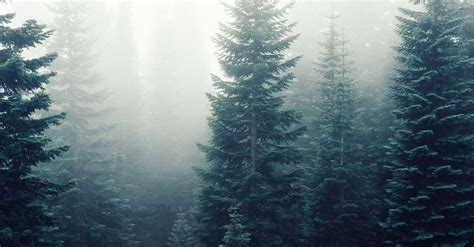 Pine Trees · Free Stock Photo
